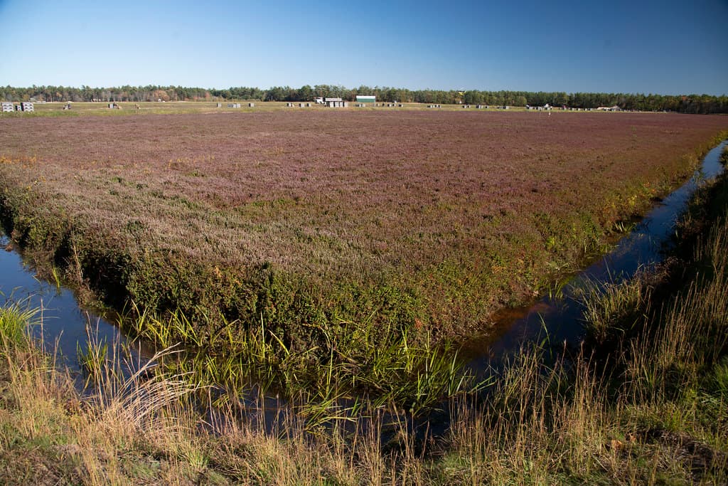 Cranberry bog during the fall harvest